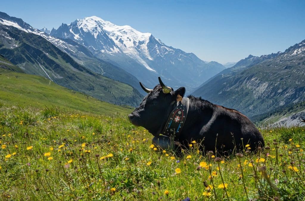 Trek Chamonix-Zermatt : partez à l’assaut des plus hauts sentiers des Alpes !