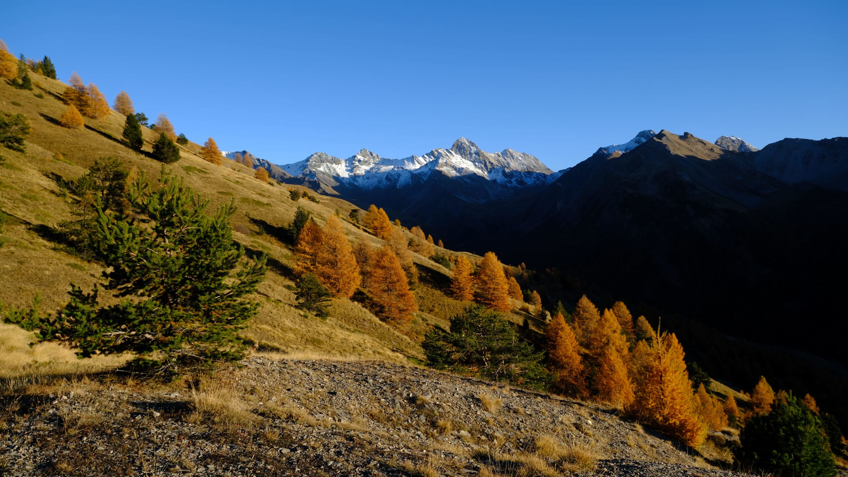 Paysage du Queyras en automne, mélèzes dorés.