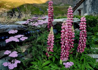 Fleurs dans le parc de la vanoise
