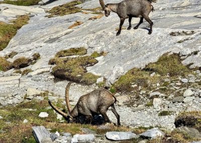 Chamois alpins