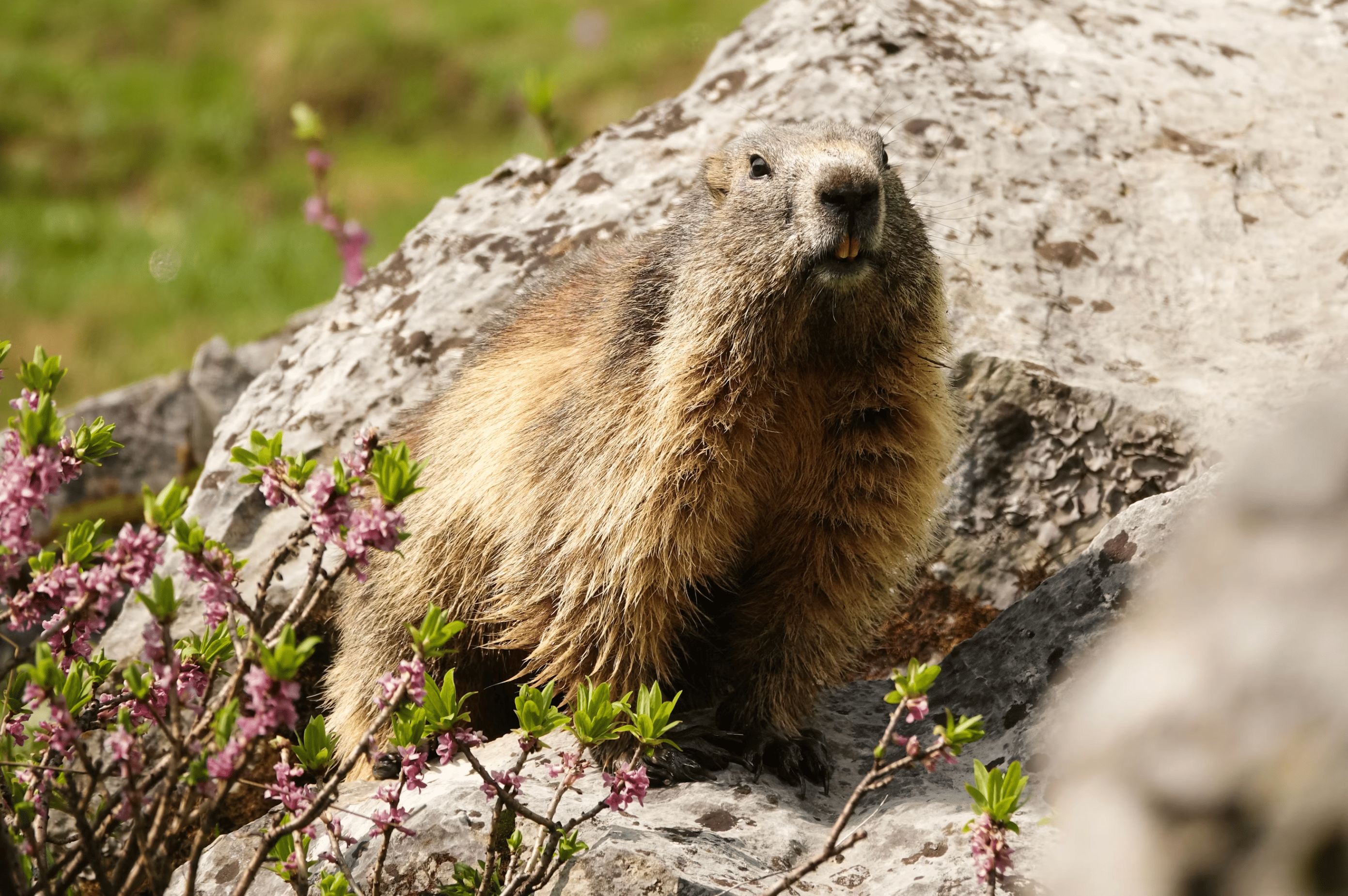 Faune et flore Marmottes dans la vanoise