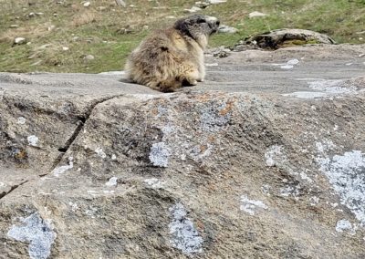 Marmottes en vanoise